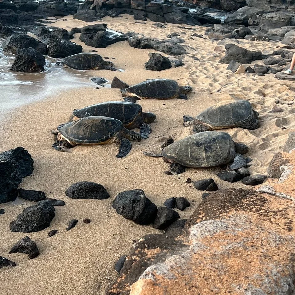 Maui - Sea Turtles